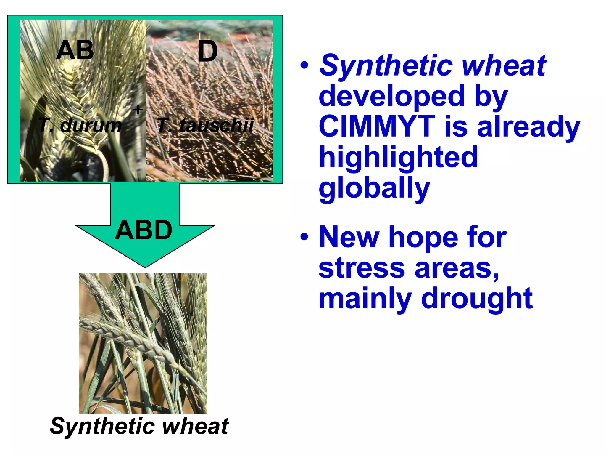 T. durum T. tauschii ABD Synthetic   wheat  developed by CIMMYT is already highlighted globally  New hope for stress areas, mainly drought D + AB Synthetic wheat 