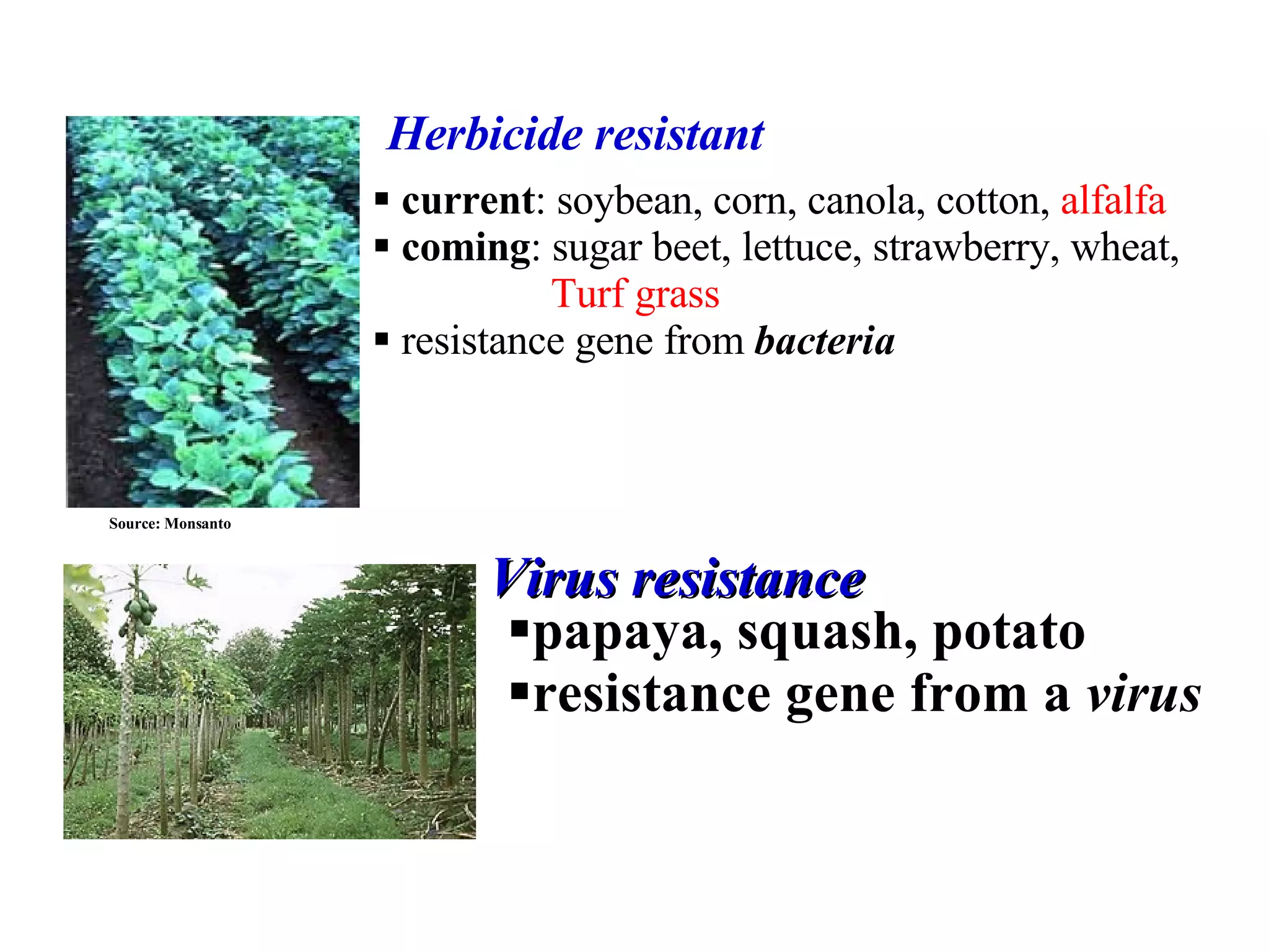 Virus resistance Source: Monsanto Herbicide resistant current : soybean, corn, canola, cotton,  alfalfa coming : sugar beet, lettuce, strawberry, wheat,  Turf grass resistance gene from  bacteria papaya, squash, potato resistance gene from a  virus 