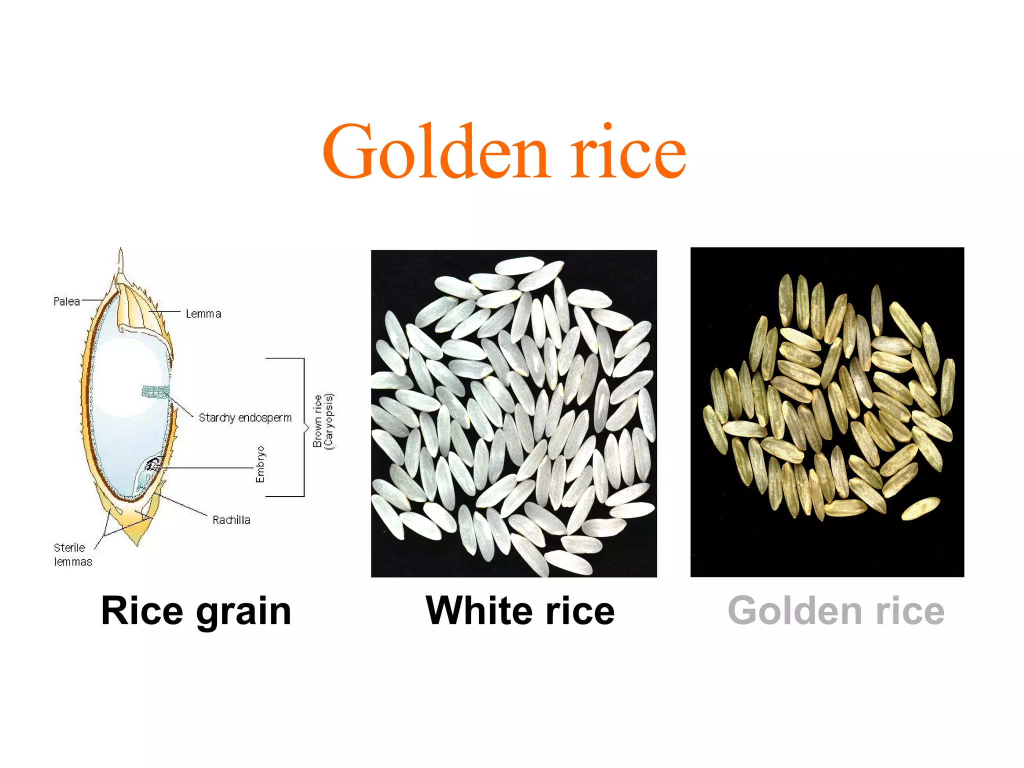 Golden rice Rice grain White rice Golden rice 