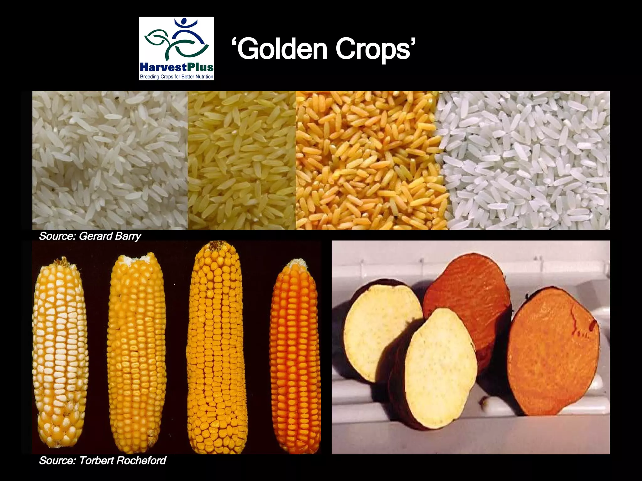 ‘ Golden Crops’ Source: Gerard Barry Source: Torbert Rocheford 