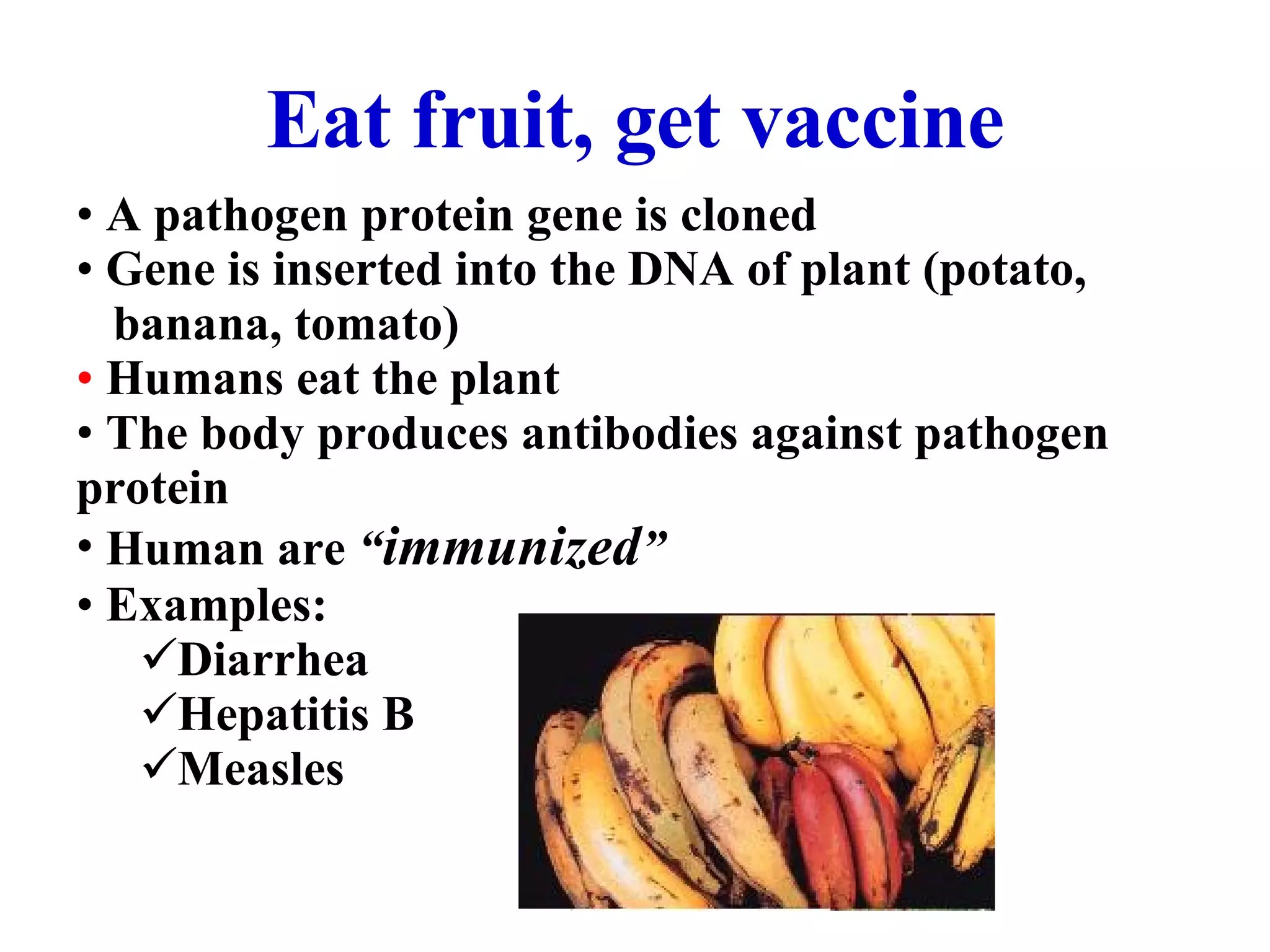 Eat fruit, get vaccine A pathogen protein gene is cloned Gene is inserted into the DNA of plant (potato, banana, tomato) Humans eat the plant  The body produces antibodies against pathogen protein Human are  “ immunized ” Examples: Diarrhea Hepatitis B Measles 