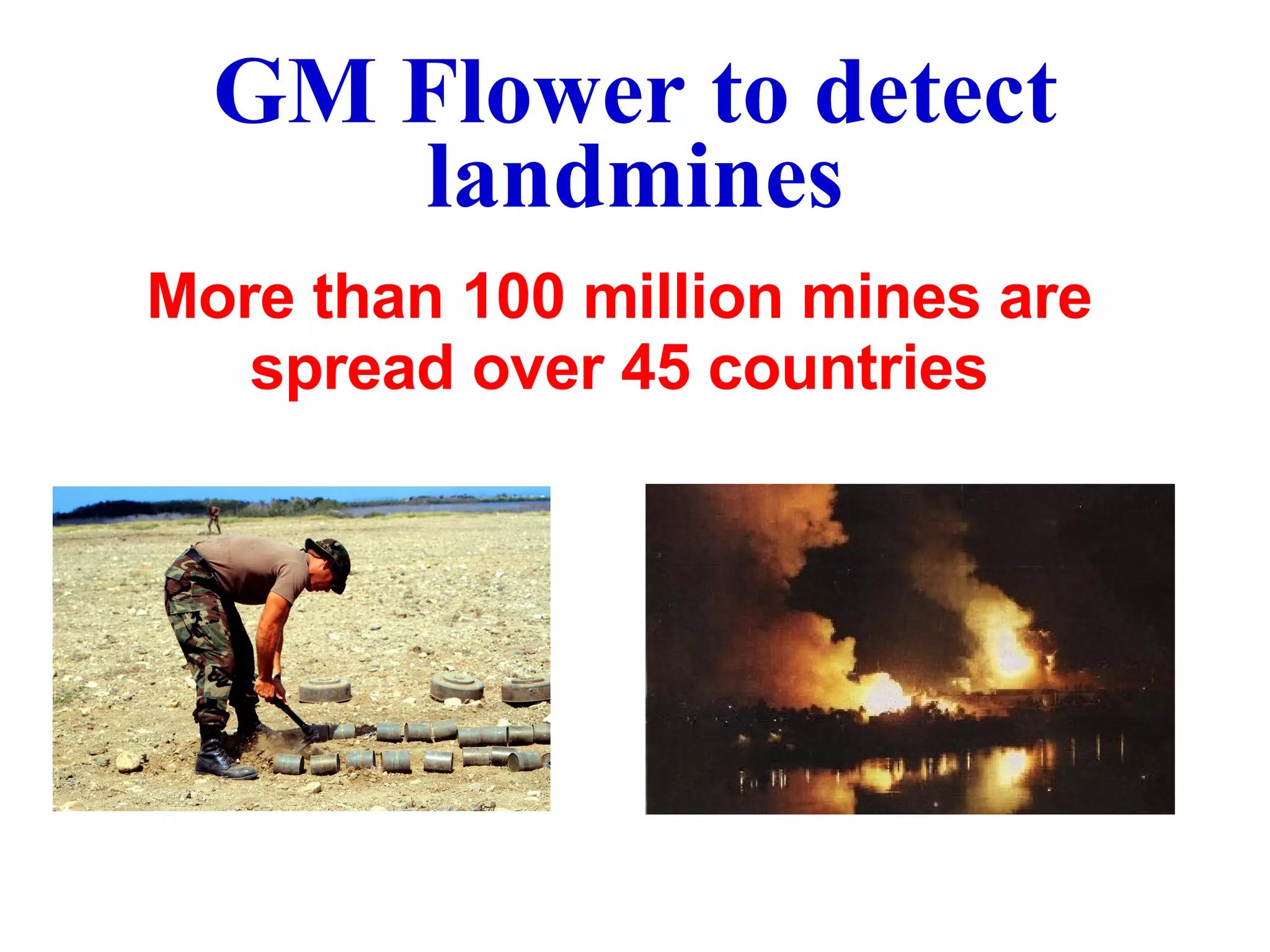 GM Flower to detect landmines More than 100 million mines are spread over 45 countries 