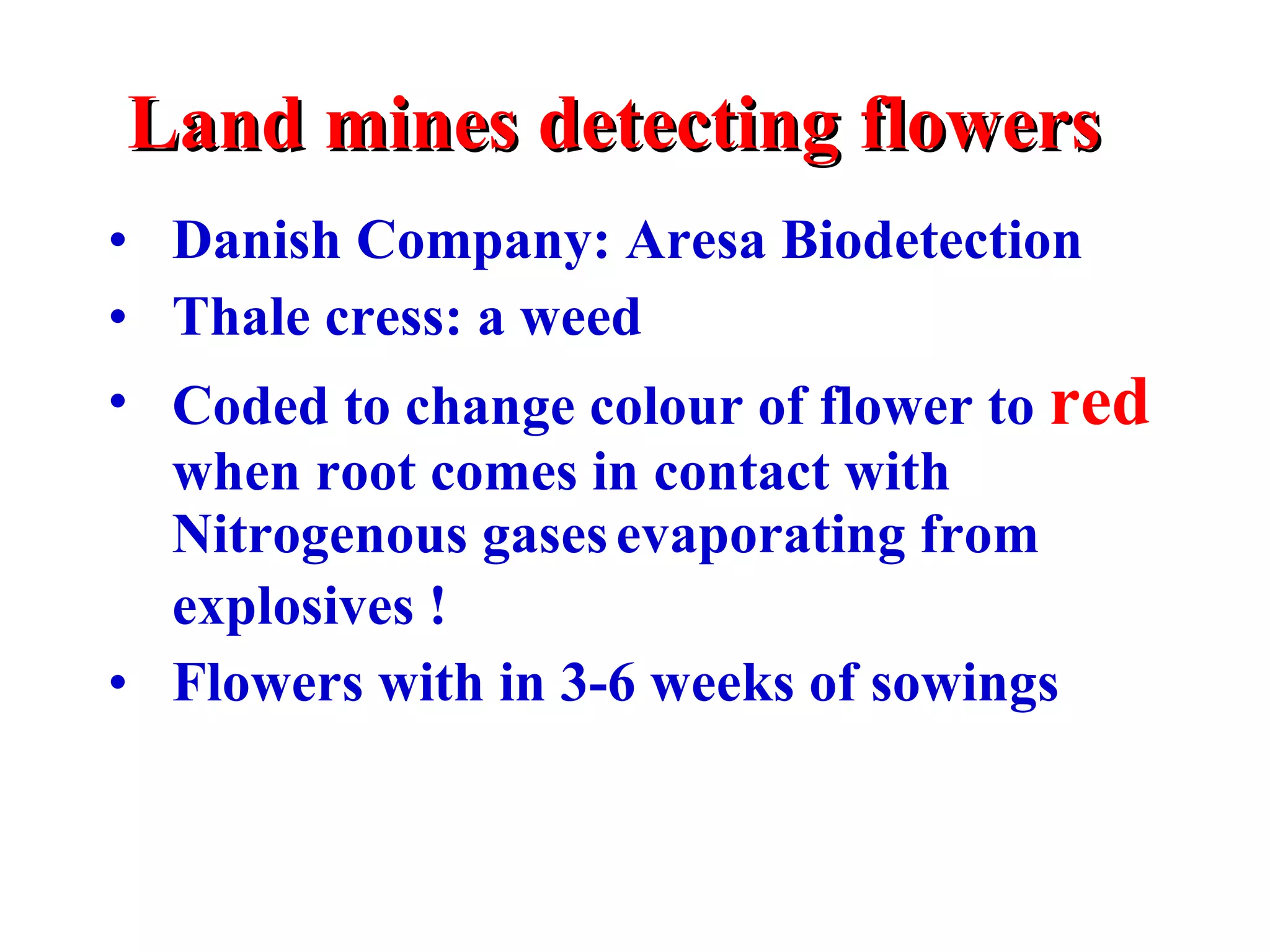 Land mines detecting flowers Danish Company: Aresa Biodetection Thale cress: a weed Coded to change colour of flower to  red  when root comes in contact with Nitrogenous gases   evaporating from explosives ! Flowers with in 3-6 weeks of sowings 