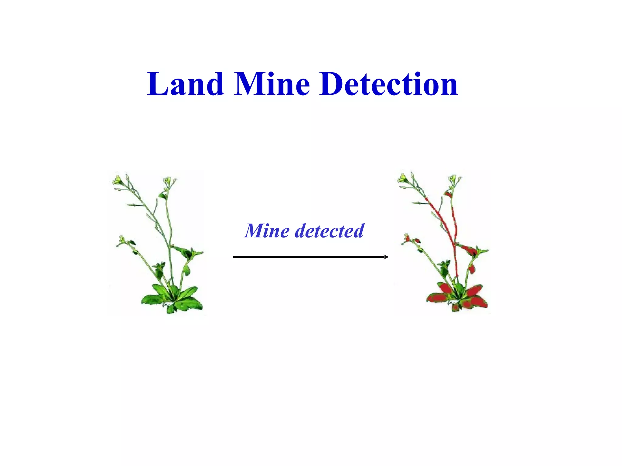 Land Mine Detection   Mine detected 