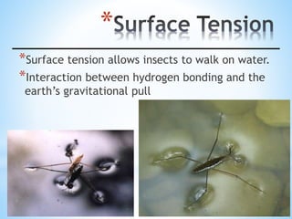 *
*Surface tension allows insects to walk on water.
*Interaction between hydrogen bonding and the
earth’s gravitational pull
 
