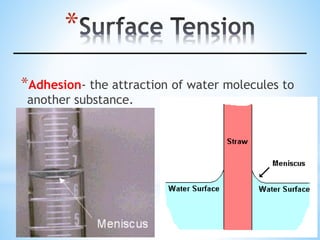 *
*Adhesion- the attraction of water molecules to
another substance.
 