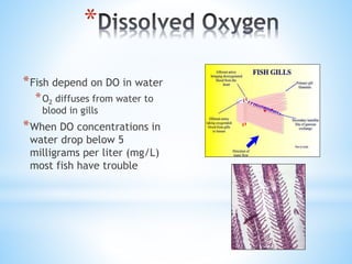 *
*Fish depend on DO in water
*O2 diffuses from water to
blood in gills
*When DO concentrations in
water drop below 5
milligrams per liter (mg/L)
most fish have trouble
 