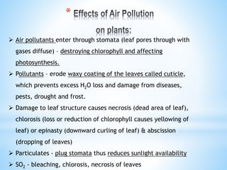  Air pollutants enter through stomata (leaf pores through with
gases diffuse) – destroying chlorophyll and affecting
photosynthesis.
 Pollutants – erode waxy coating of the leaves called cuticle,
which prevents excess H2O loss and damage from diseases,
pests, drought and frost.
 Damage to leaf structure causes necrosis (dead area of leaf),
chlorosis (loss or reduction of chlorophyll causes yellowing of
leaf) or epinasty (downward curling of leaf) & abscission
(dropping of leaves)
 Particulates - plug stomata thus reduces sunlight availability
 SO2 - bleaching, chlorosis, necrosis of leaves
*
 
