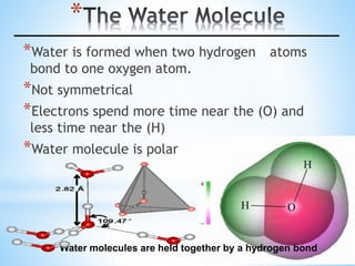 *
*Water is formed when two hydrogen atoms
bond to one oxygen atom.
*Not symmetrical
*Electrons spend more time near the (O) and
less time near the (H)
*Water molecule is polar
Water molecules are held together by a hydrogen bond
 