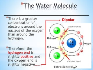 *
*There is a greater
concentration of
electrons around the
nucleus of the oxygen
than around the
hydrogen.
*Therefore, the
hydrogen end is
slightly positive and
the oxygen end is
slightly negative…...
Dipolar
 