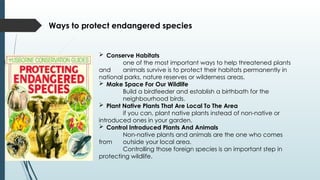 Ways to protect endangered species
 Conserve Habitats
one of the most important ways to help threatened plants
and animals survive is to protect their habitats permanently in
national parks, nature reserves or wilderness areas.
 Make Space For Our Wildlife
Build a birdfeeder and establish a birthbath for the
neighbourhood birds.
 Plant Native Plants That Are Local To The Area
if you can, plant native plants instead of non-native or
introduced ones in your garden.
 Control Introduced Plants And Animals
Non-native plants and animals are the one who comes
from outside your local area.
Controlling those foreign species is an important step in
protecting wildlife.
 