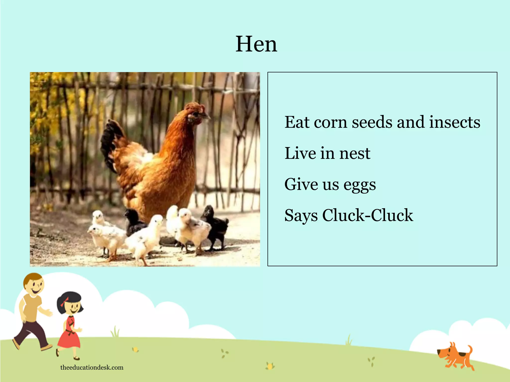 Hen
theeducationdesk.com
Eat corn seeds and insects
Live in nest
Give us eggs
Says Cluck-Cluck
 