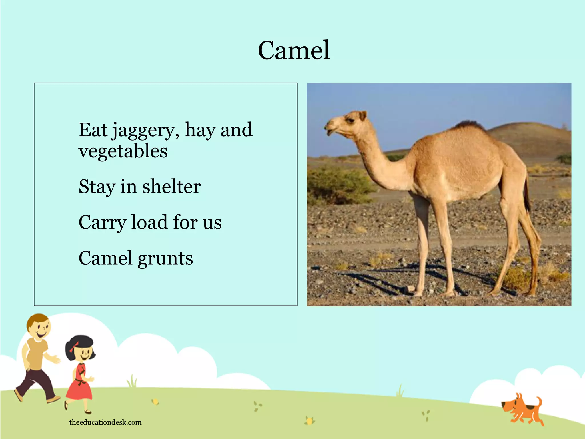 Camel
theeducationdesk.com
Eat jaggery, hay and
vegetables
Stay in shelter
Carry load for us
Camel grunts
 