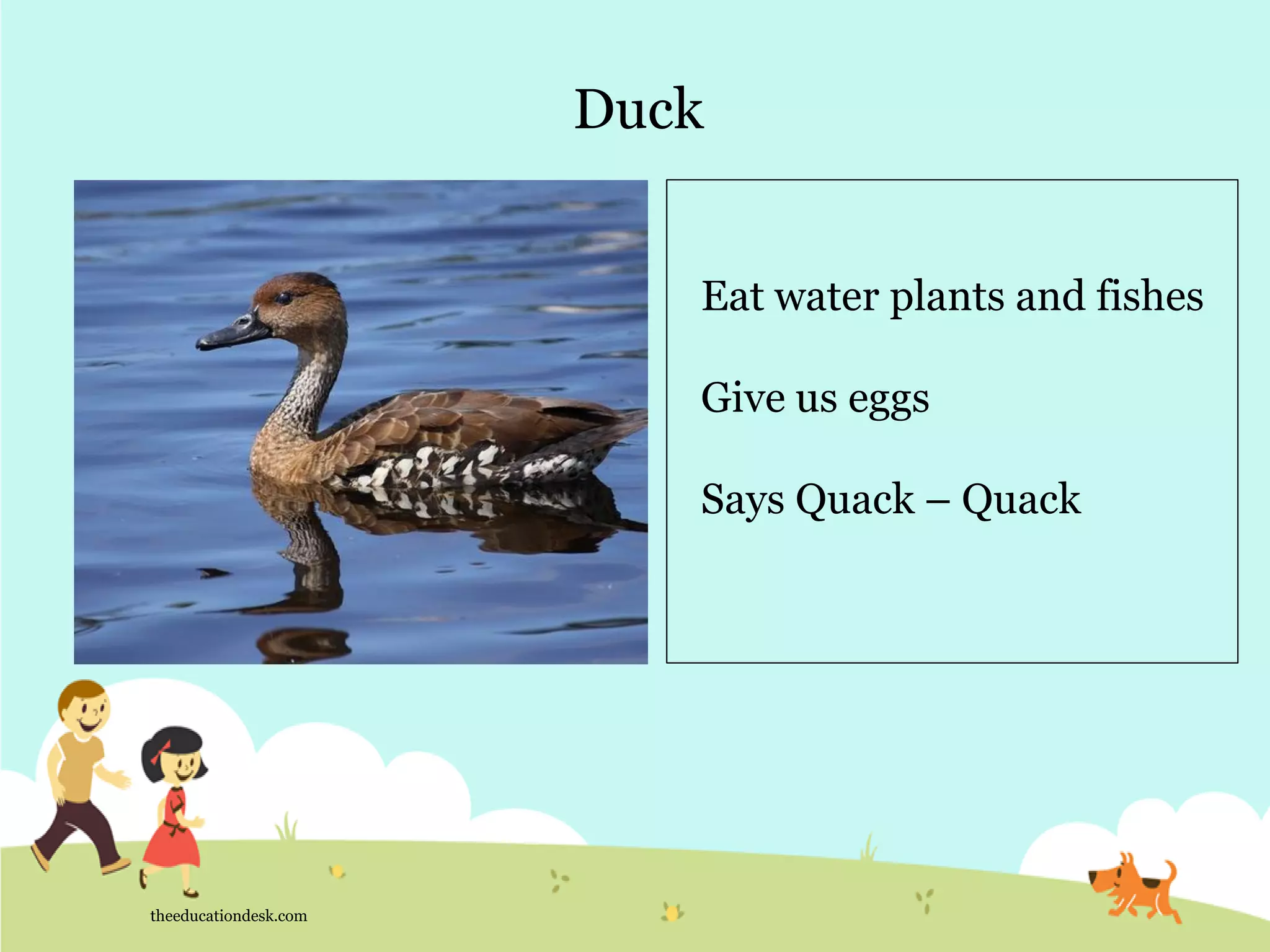 Duck
theeducationdesk.com
Eat water plants and fishes
Give us eggs
Says Quack – Quack
 