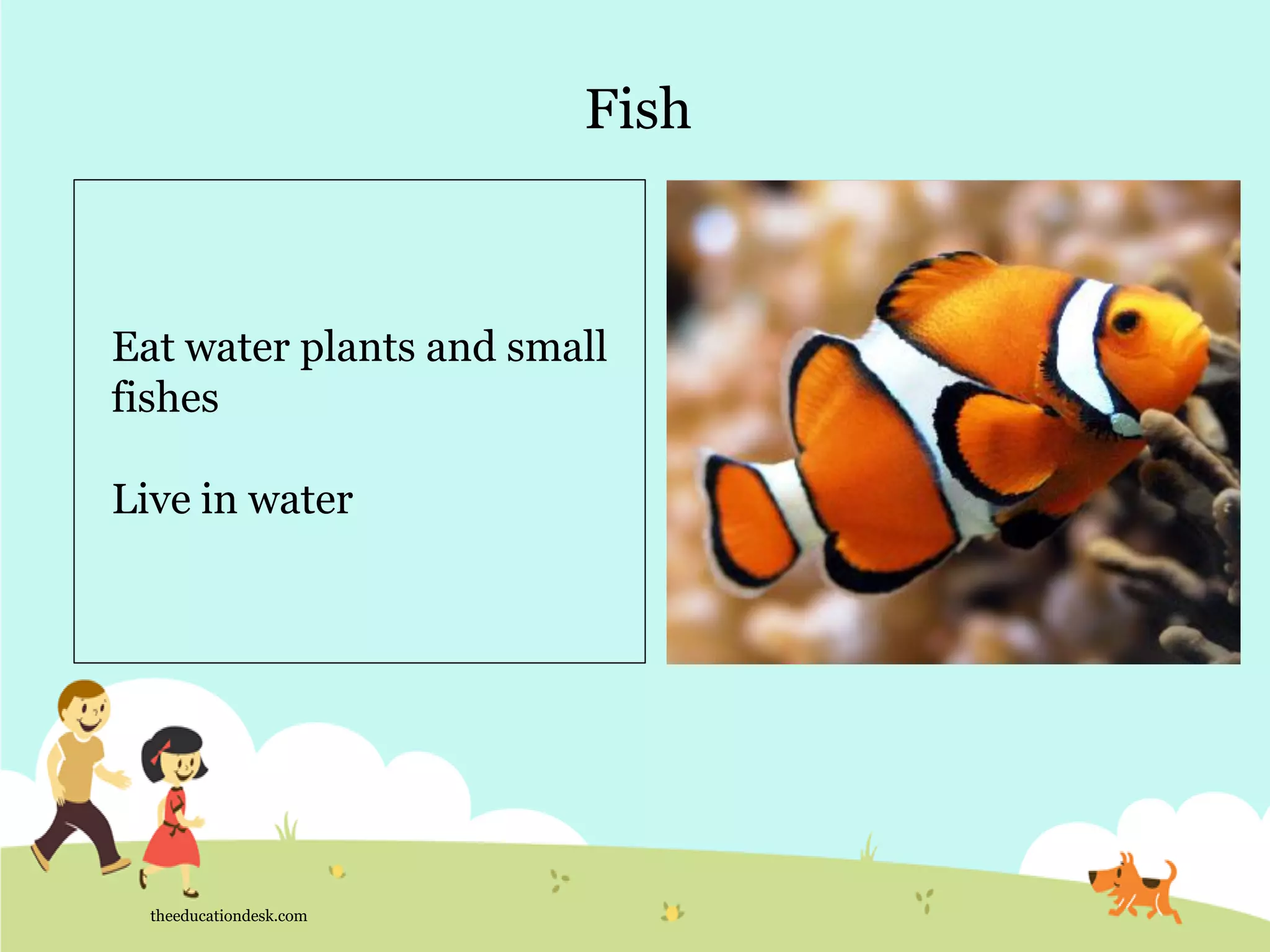 Fish
theeducationdesk.com
Eat water plants and small
fishes
Live in water
 