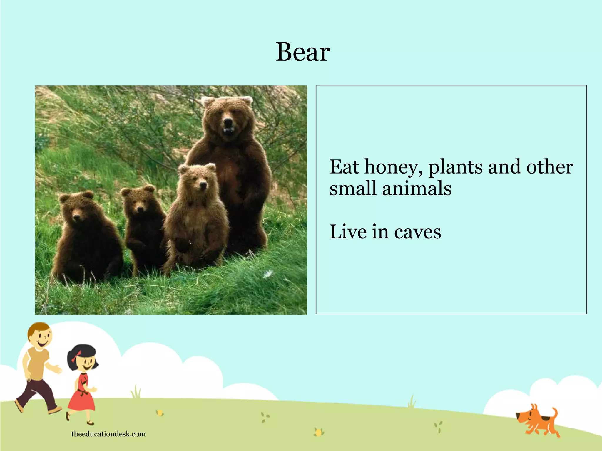 Bear
theeducationdesk.com
Eat honey, plants and other
small animals
Live in caves
 