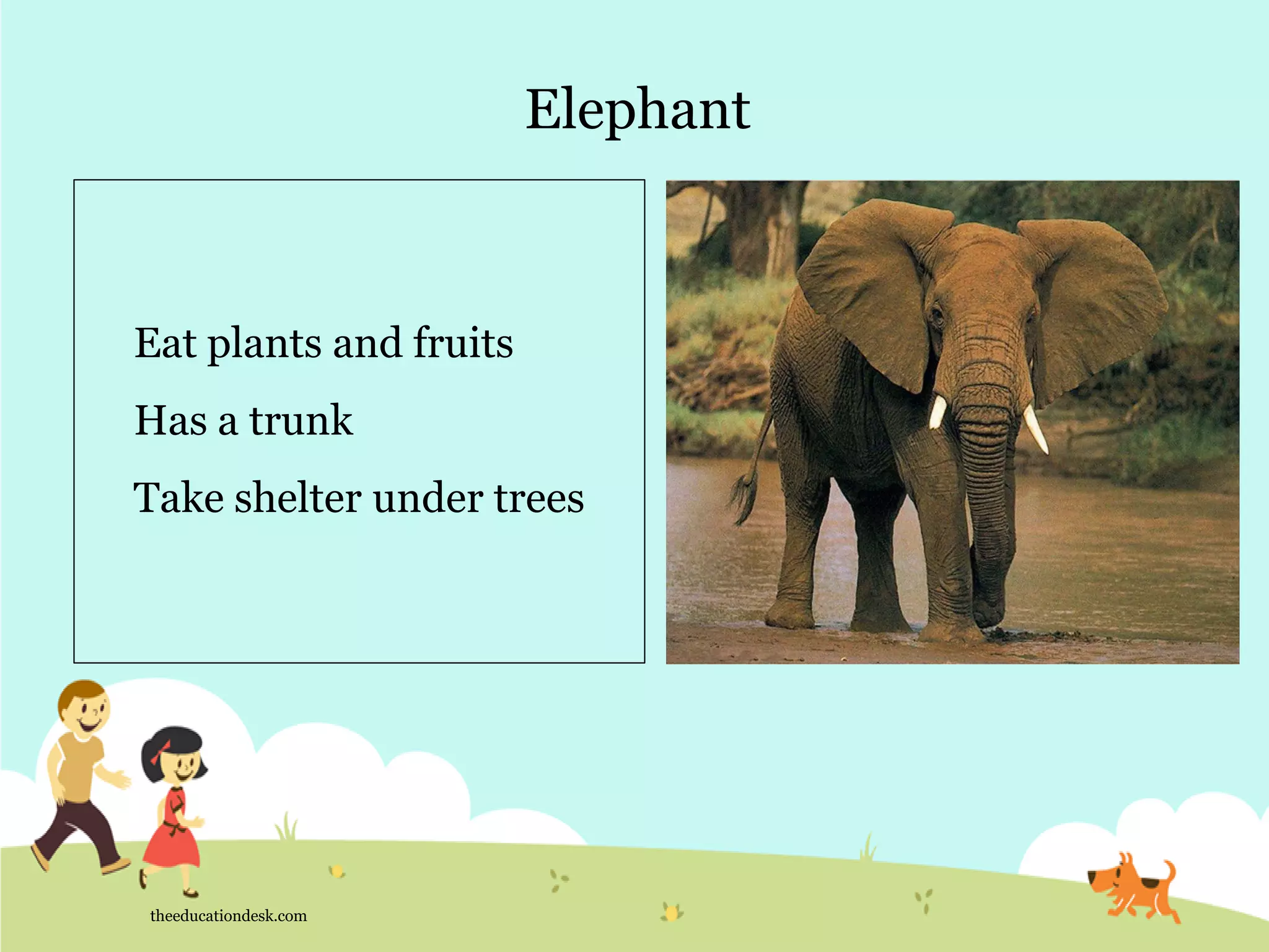 Elephant
theeducationdesk.com
Eat plants and fruits
Has a trunk
Take shelter under trees
 