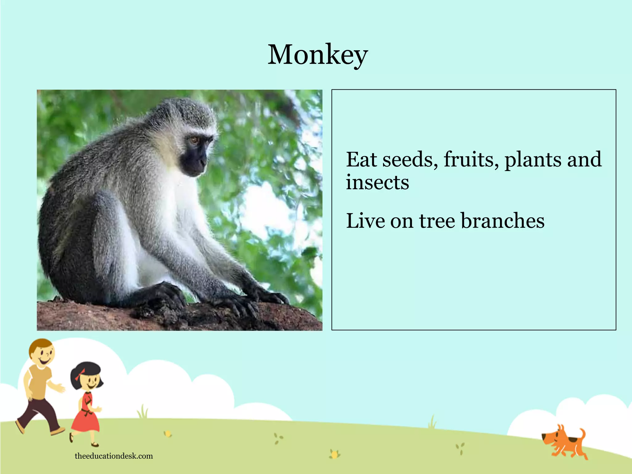 Environmental Science (EVS) : Animals (Class I) | PDF