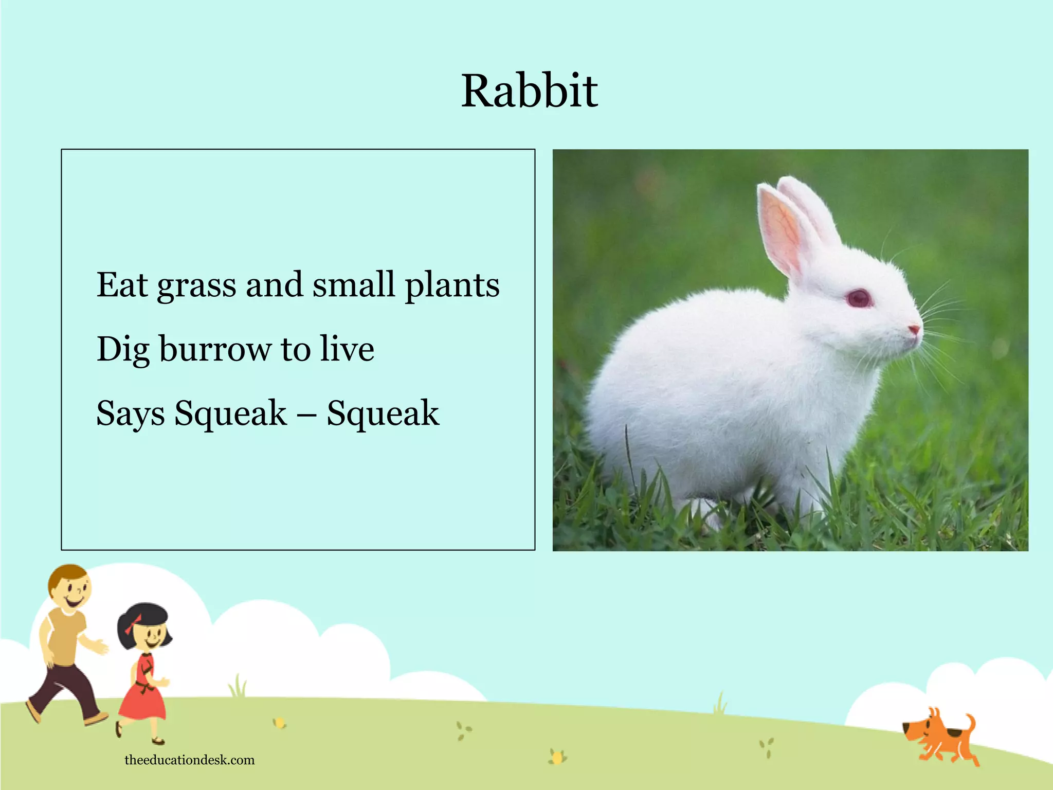 Rabbit
theeducationdesk.com
Eat grass and small plants
Dig burrow to live
Says Squeak – Squeak
 