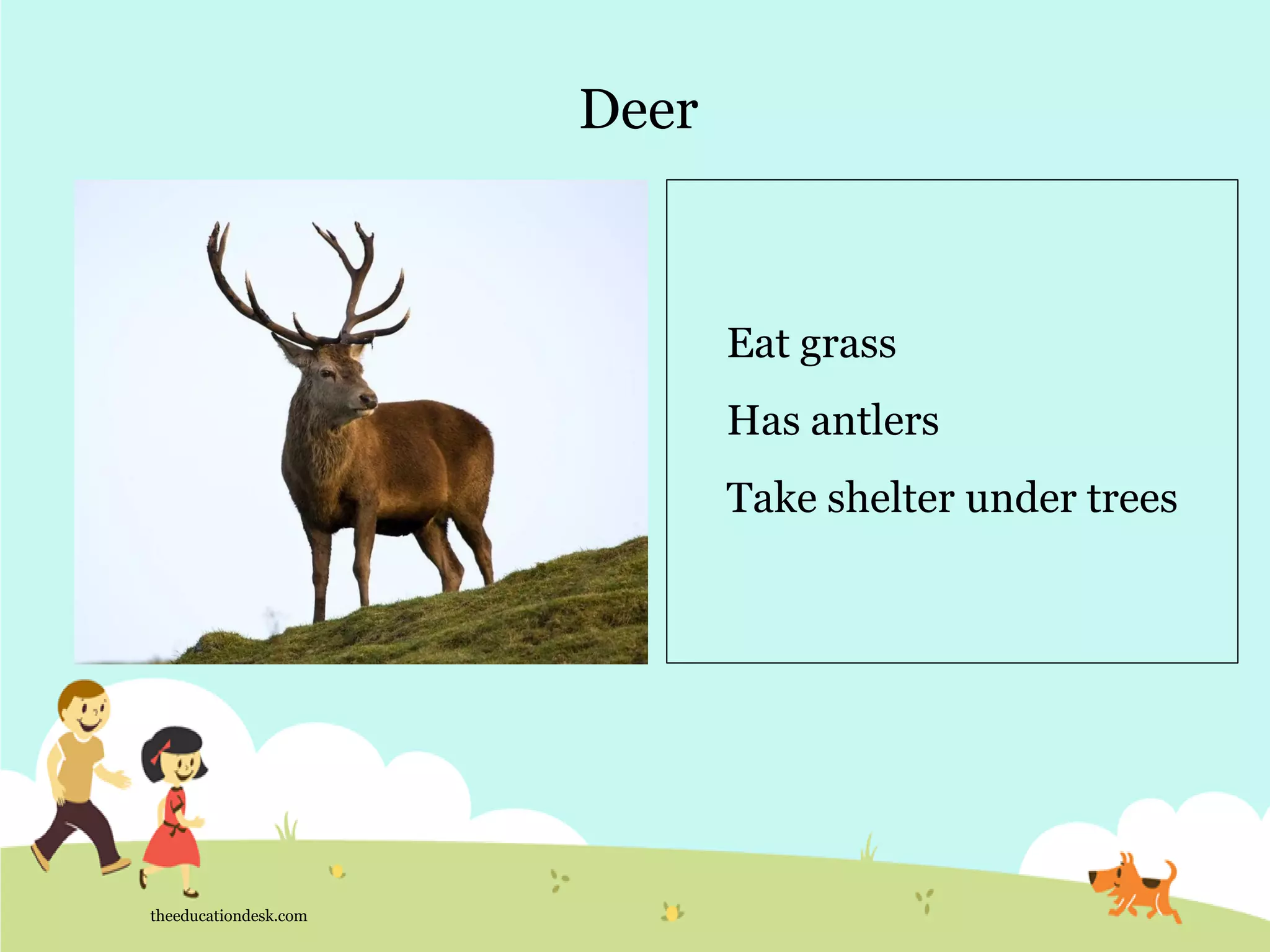 Deer
theeducationdesk.com
Eat grass
Has antlers
Take shelter under trees
 