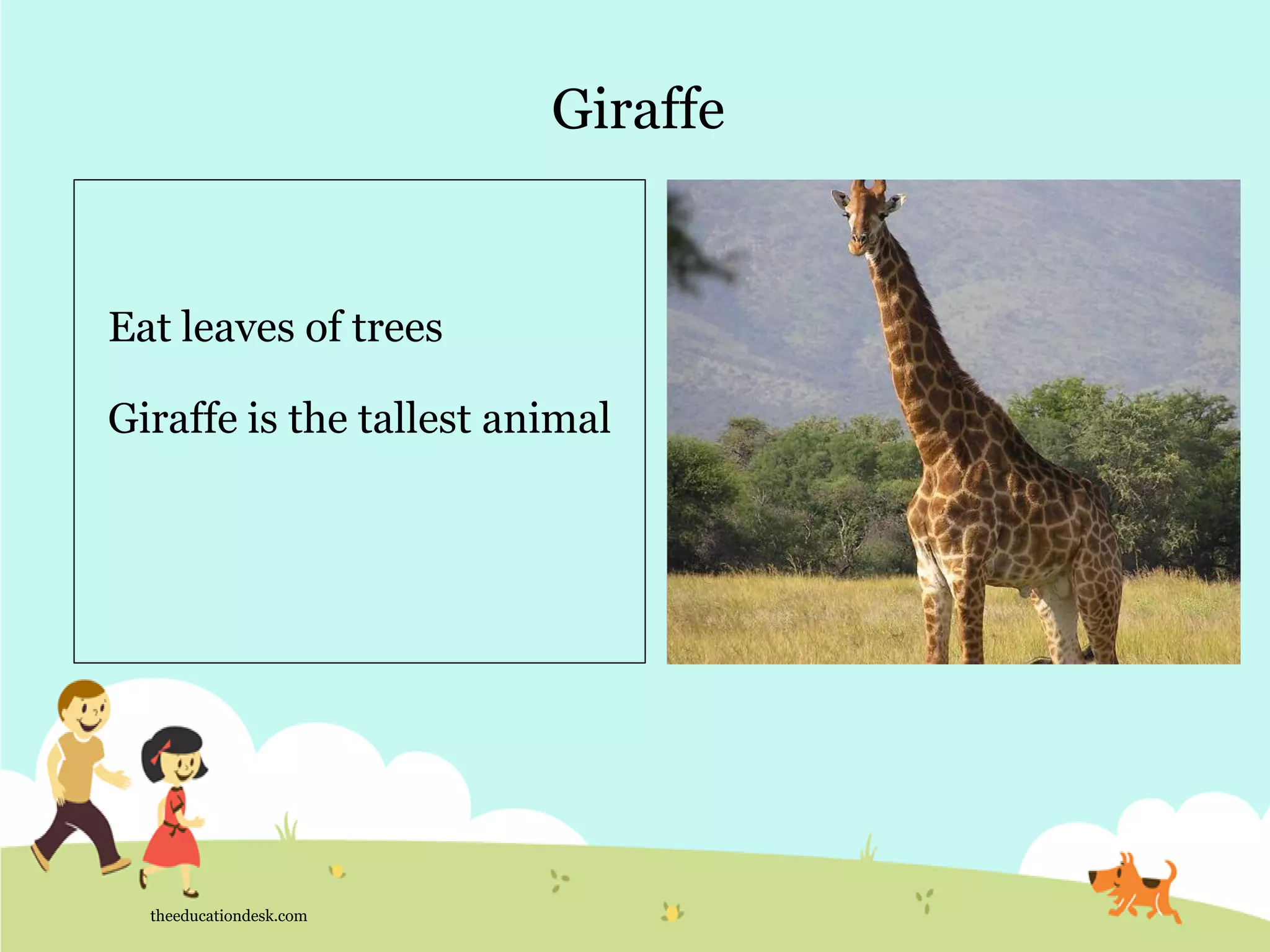 Giraffe
theeducationdesk.com
Eat leaves of trees
Giraffe is the tallest animal
 