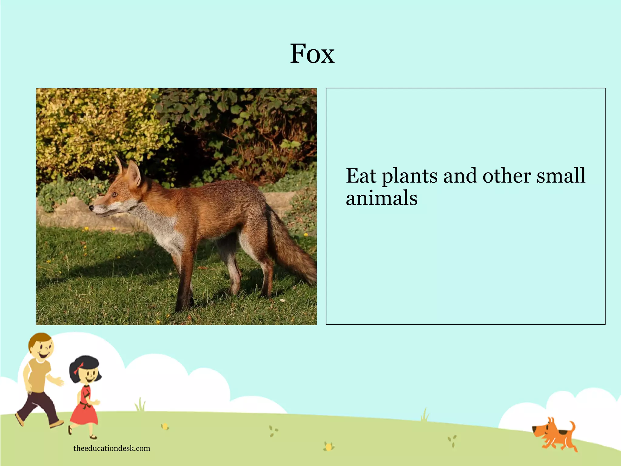 Fox
theeducationdesk.com
Eat plants and other small
animals
 