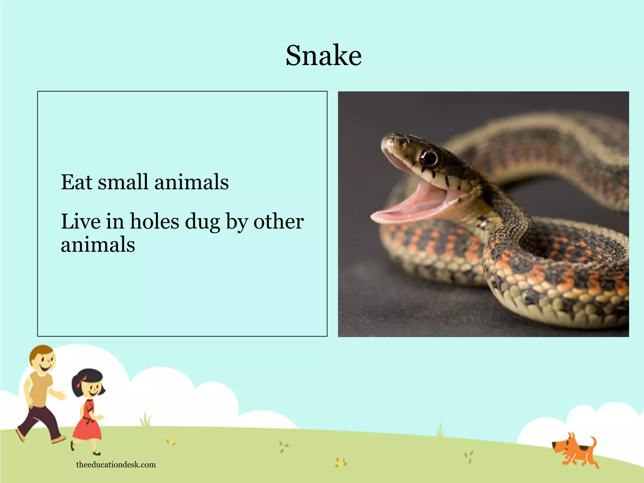 Snake
theeducationdesk.com
Eat small animals
Live in holes dug by other
animals
 