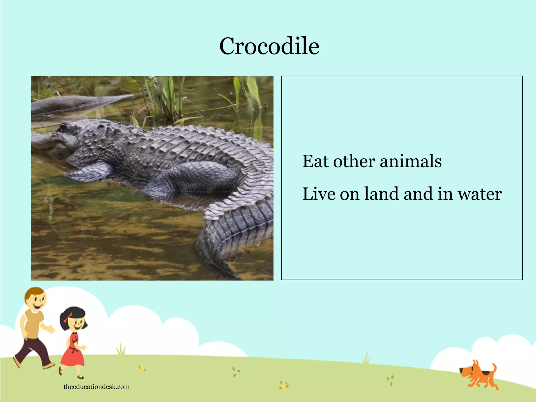 Crocodile
theeducationdesk.com
Eat other animals
Live on land and in water
 
