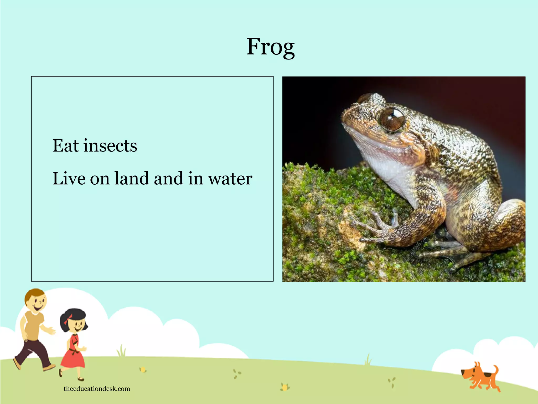 Frog
theeducationdesk.com
Eat insects
Live on land and in water
 