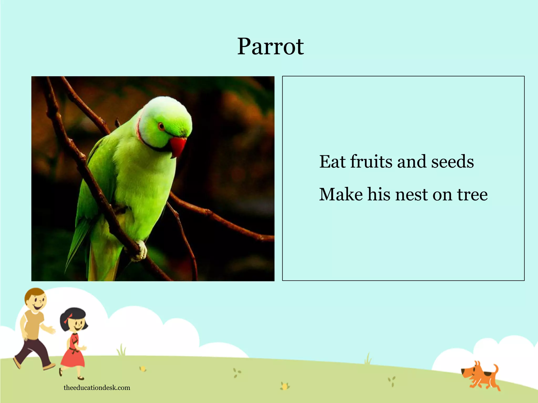 Parrot
theeducationdesk.com
Eat fruits and seeds
Make his nest on tree
 