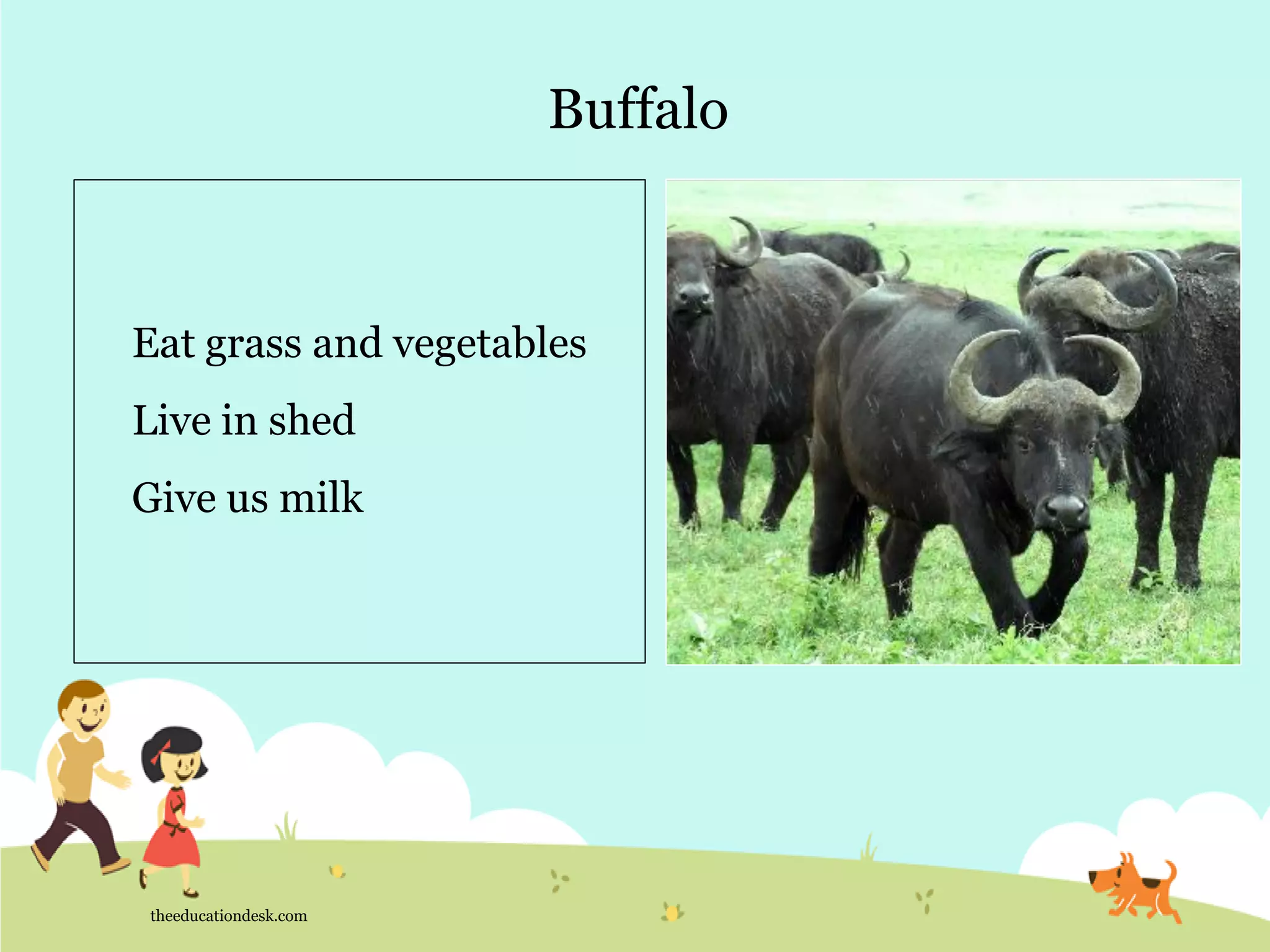 Buffalo
theeducationdesk.com
Eat grass and vegetables
Live in shed
Give us milk
 