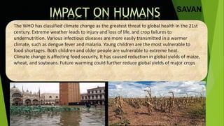 The WHO has classified climate change as the greatest threat to global health in the 21st
century. Extreme weather leads to injury and loss of life, and crop failures to
undernutrition. Various infectious diseases are more easily transmitted in a warmer
climate, such as dengue fever and malaria. Young children are the most vulnerable to
food shortages. Both children and older people are vulnerable to extreme heat.
Climate change is affecting food security, It has caused reduction in global yields of maize,
wheat, and soybeans. Future warming could further reduce global yields of major crops
IMPACT ON HUMANS SAVAN
 