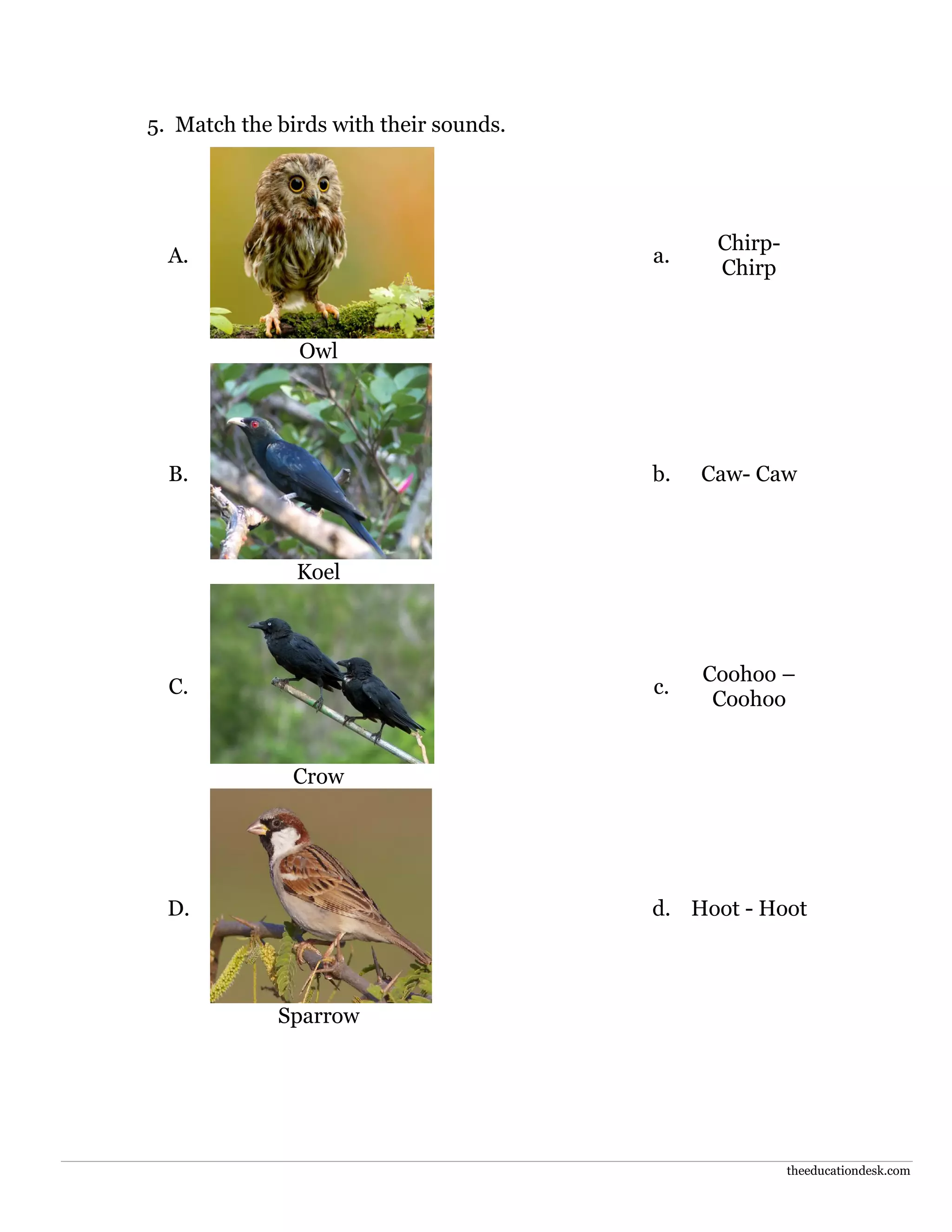 Environmental Science (EVS) : Birds Worksheet (Class II) | PDF