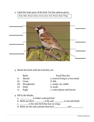 Environmental Science (EVS) : Birds Worksheet (Class II) | PDF
