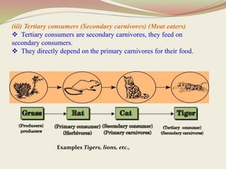 (iii) Tertiary consumers (Secondary carnivores) (Meat eaters)
 Tertiary consumers are secondary carnivores, they feed on
secondary consumers.
 They directly depend on the primary carnivores for their food.
Examples Tigers, lions, etc.,
 