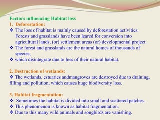 Factors influencing Habitat loss
1. Deforestation:
 The loss of habitat is mainly caused by deforestation activities.
Forests and grasslands have been leared for conversion into
agricultural lands, (or) settlement areas (or) developmental project.
 The forest and grasslands are the natural homes of thousands of
species,
 which disintegrate due to loss of their natural habitat.
2. Destruction of wetlands:
 The wetlands, estuaries andmangroves are destroyed due to draining,
filling and pollution, which causes huge biodiversity loss.
3. Habitat fragmentation:
 Sometimes the habitat is divided into small and scattered patches.
 This phenomenon is known as habitat fragmentation.
 Due to this many wild animals and songbirds are vanishing.
 
