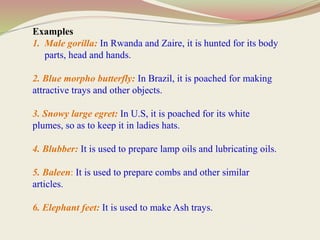 Examples
1. Male gorilla: In Rwanda and Zaire, it is hunted for its body
parts, head and hands.
2. Blue morpho butterfly: In Brazil, it is poached for making
attractive trays and other objects.
3. Snowy large egret: In U.S, it is poached for its white
plumes, so as to keep it in ladies hats.
4. Blubber: It is used to prepare lamp oils and lubricating oils.
5. Baleen: It is used to prepare combs and other similar
articles.
6. Elephant feet: It is used to make Ash trays.
 
