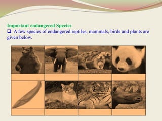 Important endangered Species
 A few species of endangered reptiles, mammals, birds and plants are
given below.
 