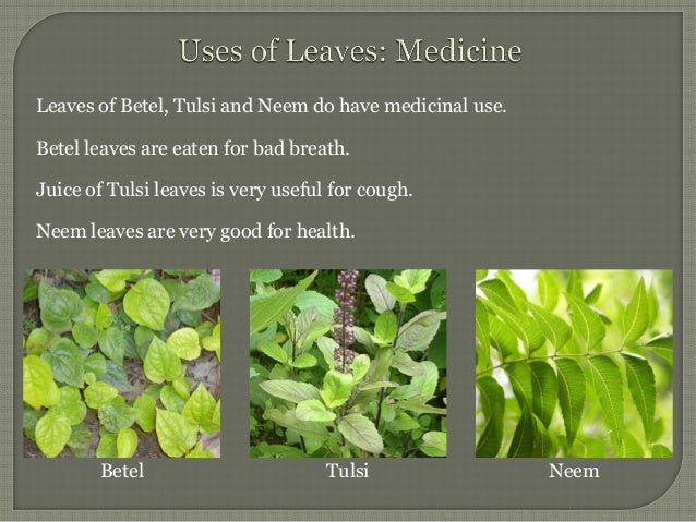 Проект leaf медицина