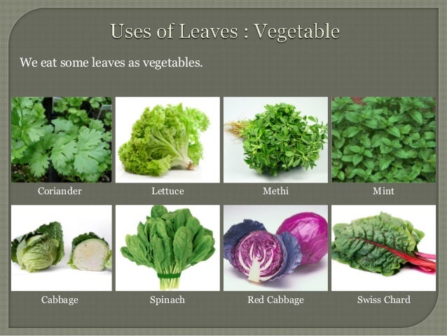 How Do Green Plants Make Their Own Food How Do Green Plants Make Their Own Food