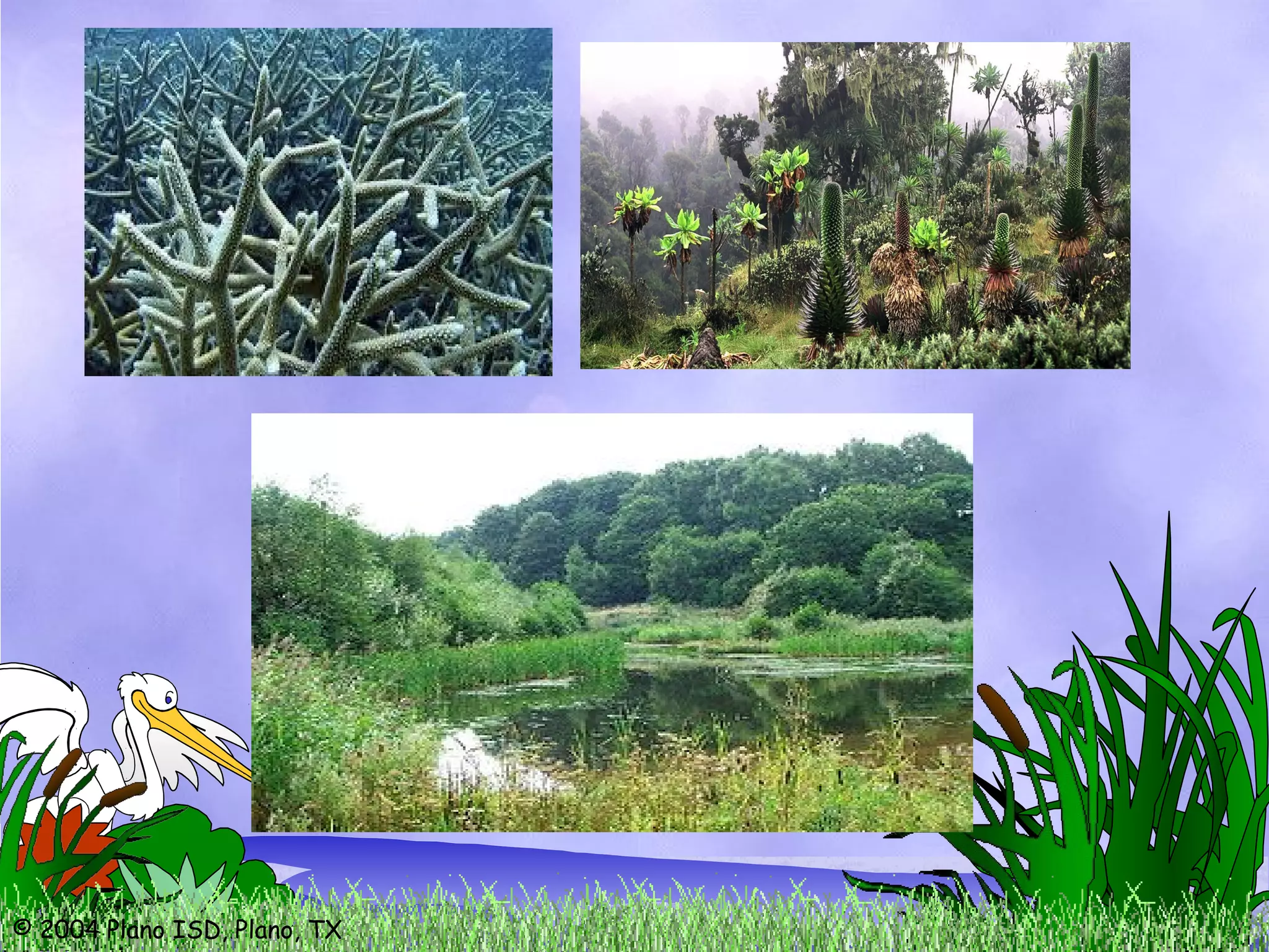 © 2004 Plano ISD, Plano, TX
 