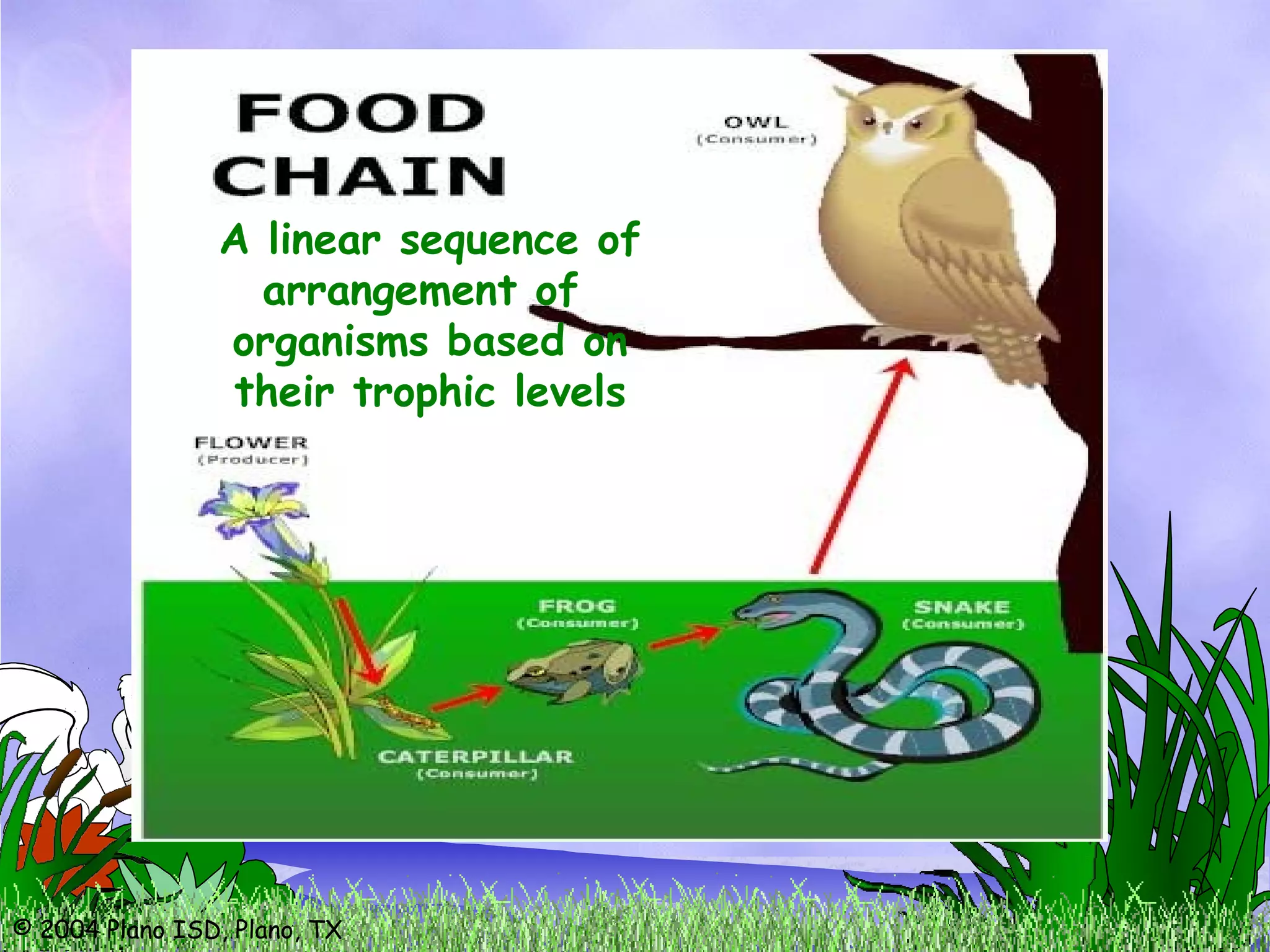 © 2004 Plano ISD, Plano, TX
A linear sequence of
arrangement of
organisms based on
their trophic levels
 
