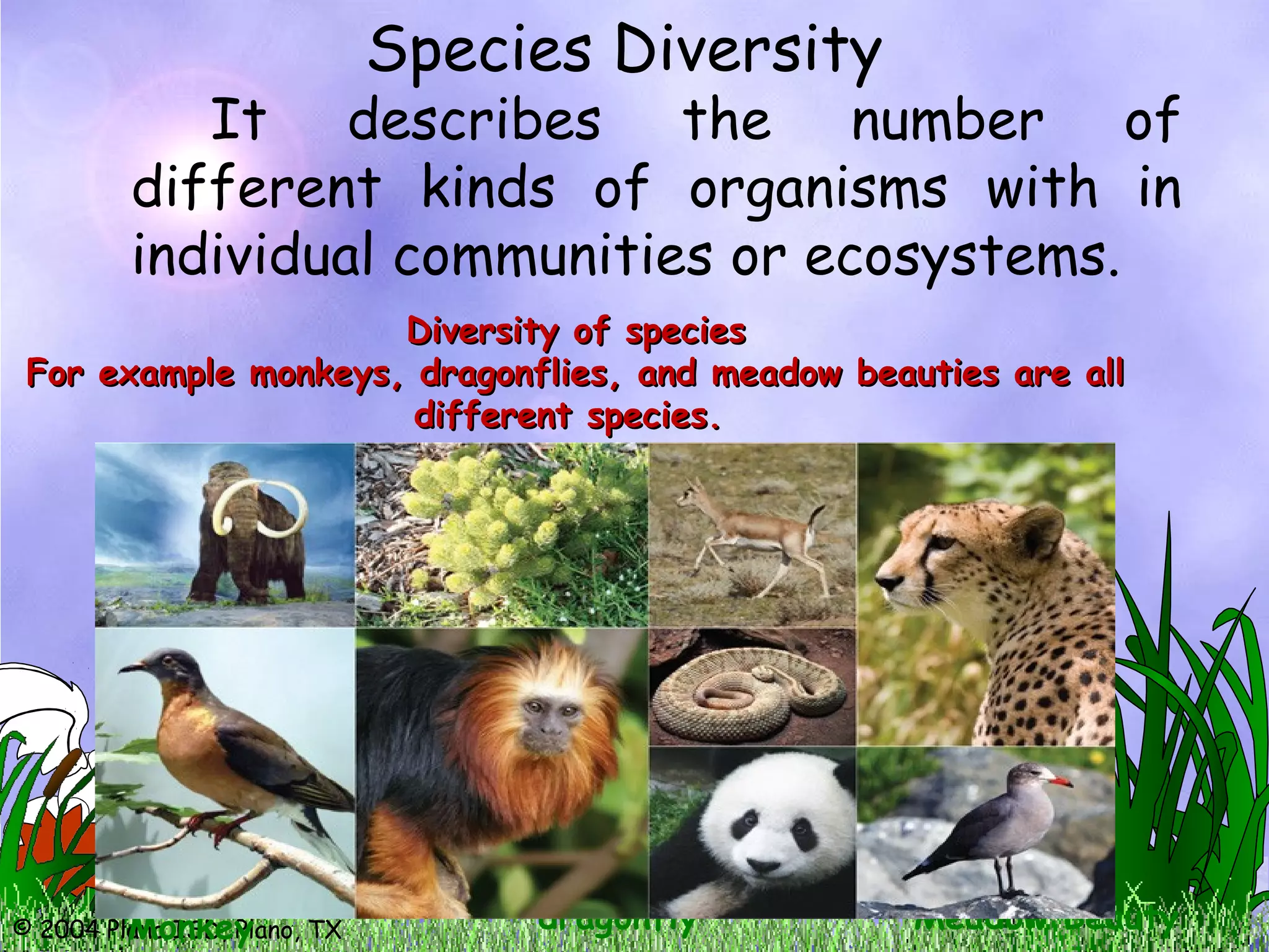 © 2004 Plano ISD, Plano, TX
Species Diversity
It describes the number of
different kinds of organisms with in
individual communities or ecosystems.
Diversity of speciesDiversity of species
For example monkeys, dragonflies, and meadow beauties are allFor example monkeys, dragonflies, and meadow beauties are all
different species.different species.
Monkey dragonfly Meadow Beauty
 