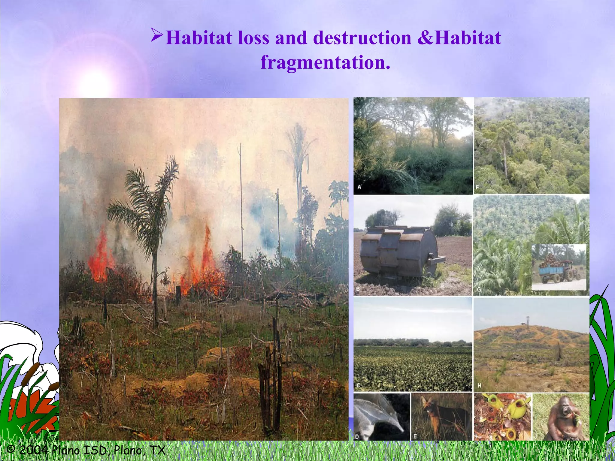 © 2004 Plano ISD, Plano, TX
Habitat loss and destruction &Habitat
fragmentation.
 
