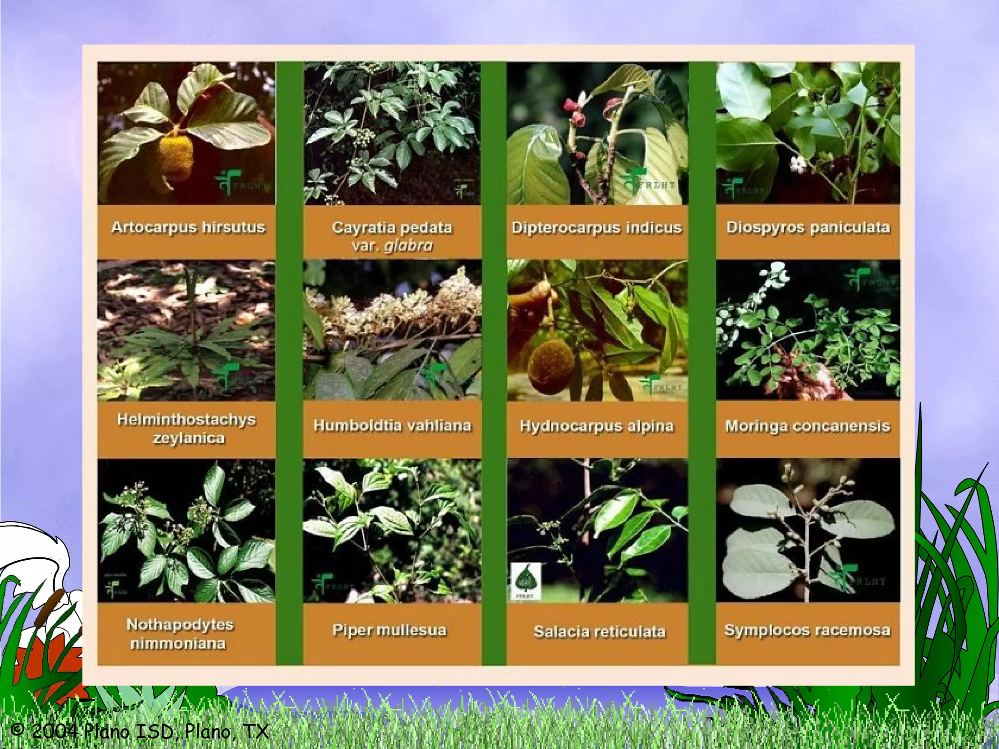 © 2004 Plano ISD, Plano, TX
 