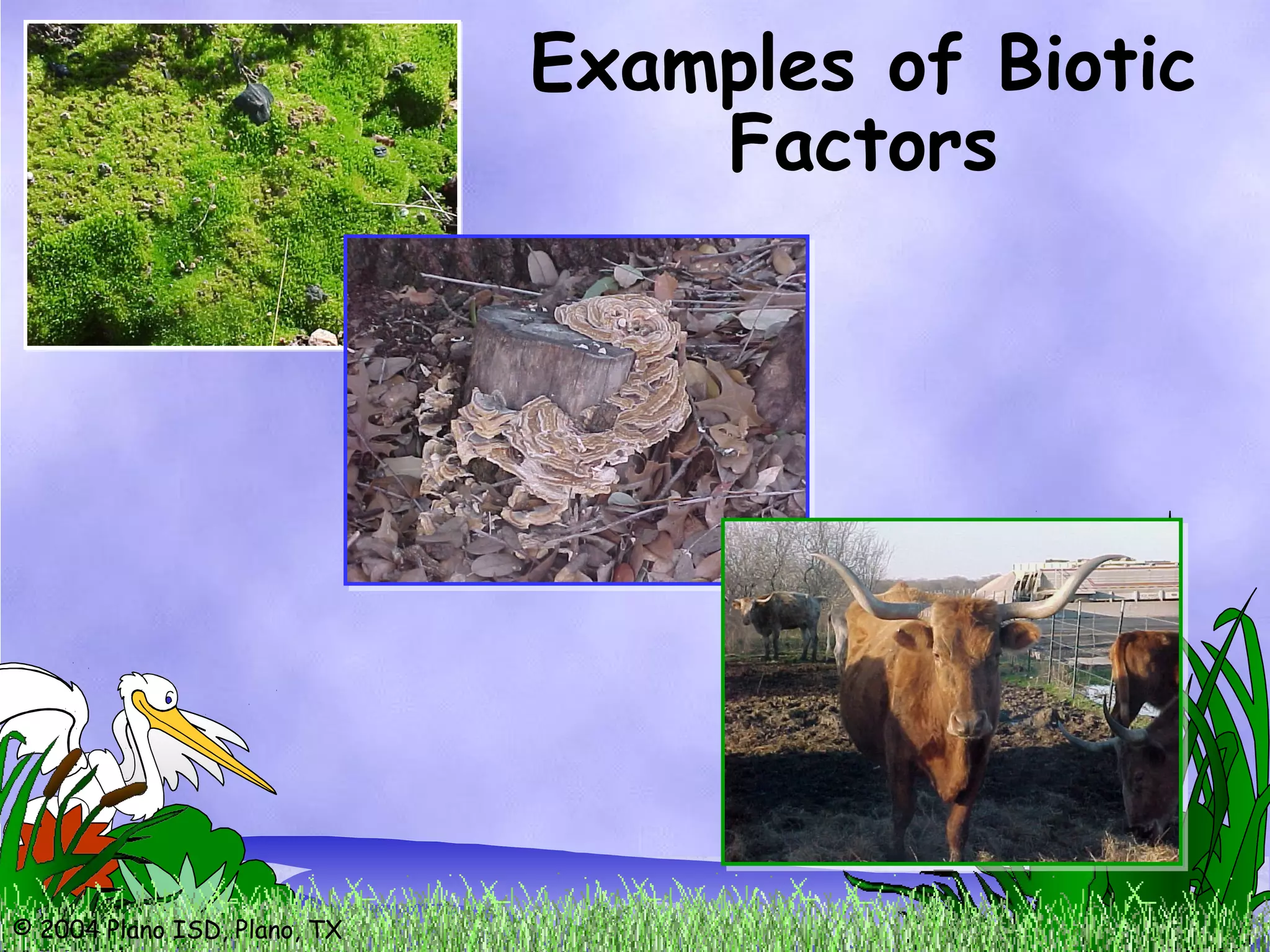 © 2004 Plano ISD, Plano, TX
Examples of Biotic
Factors
 