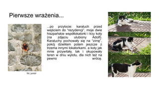 ...po przylocie: karaluch przed
wejściem do “rezydencji”, moje dwie
hiszpańskie współlokatorki i trzy koty
(na zdjęciu ulu...