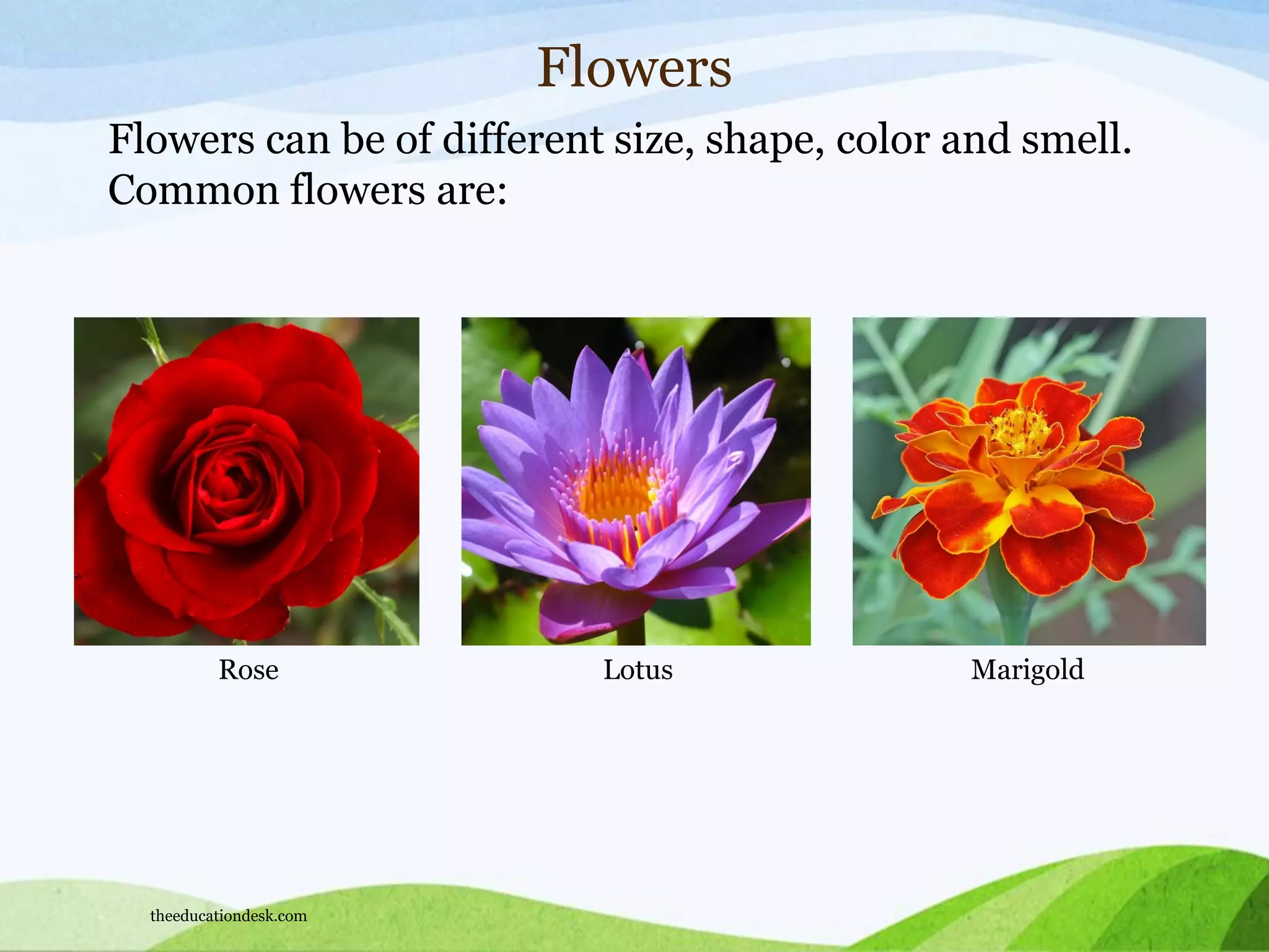 Rose Lotus Marigold
Flowers
Flowers can be of different size, shape, color and smell.
Common flowers are:
theeducationdesk.com
 