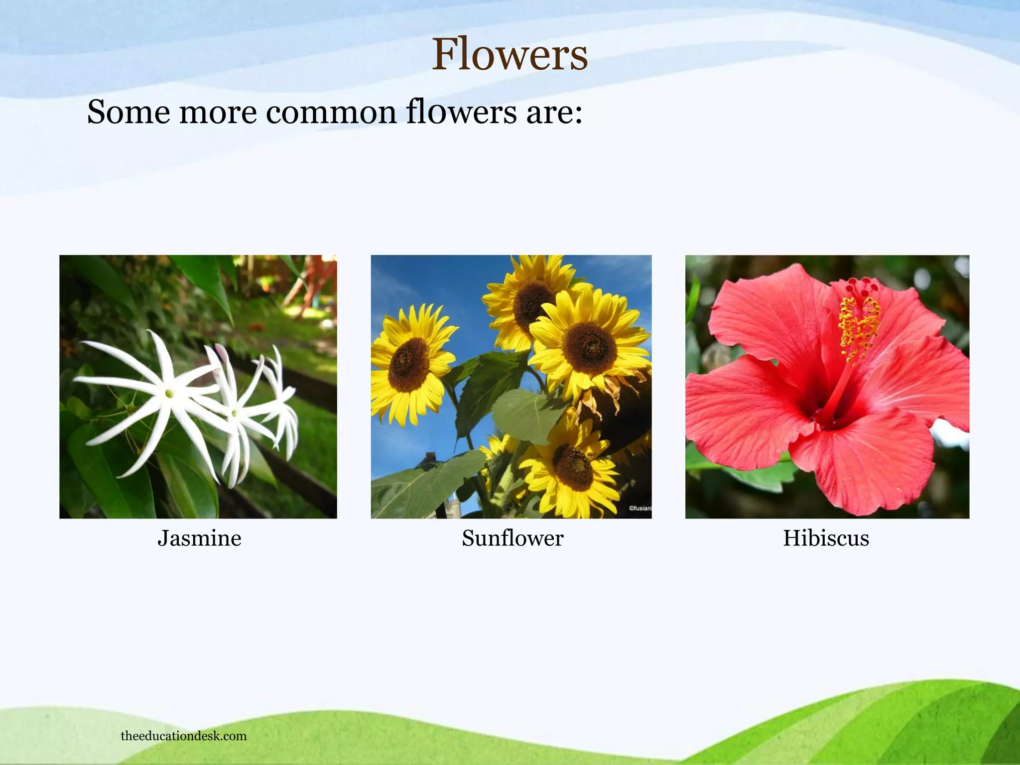Jasmine Sunflower Hibiscus
Flowers
Some more common fl0wers are:
theeducationdesk.com
 