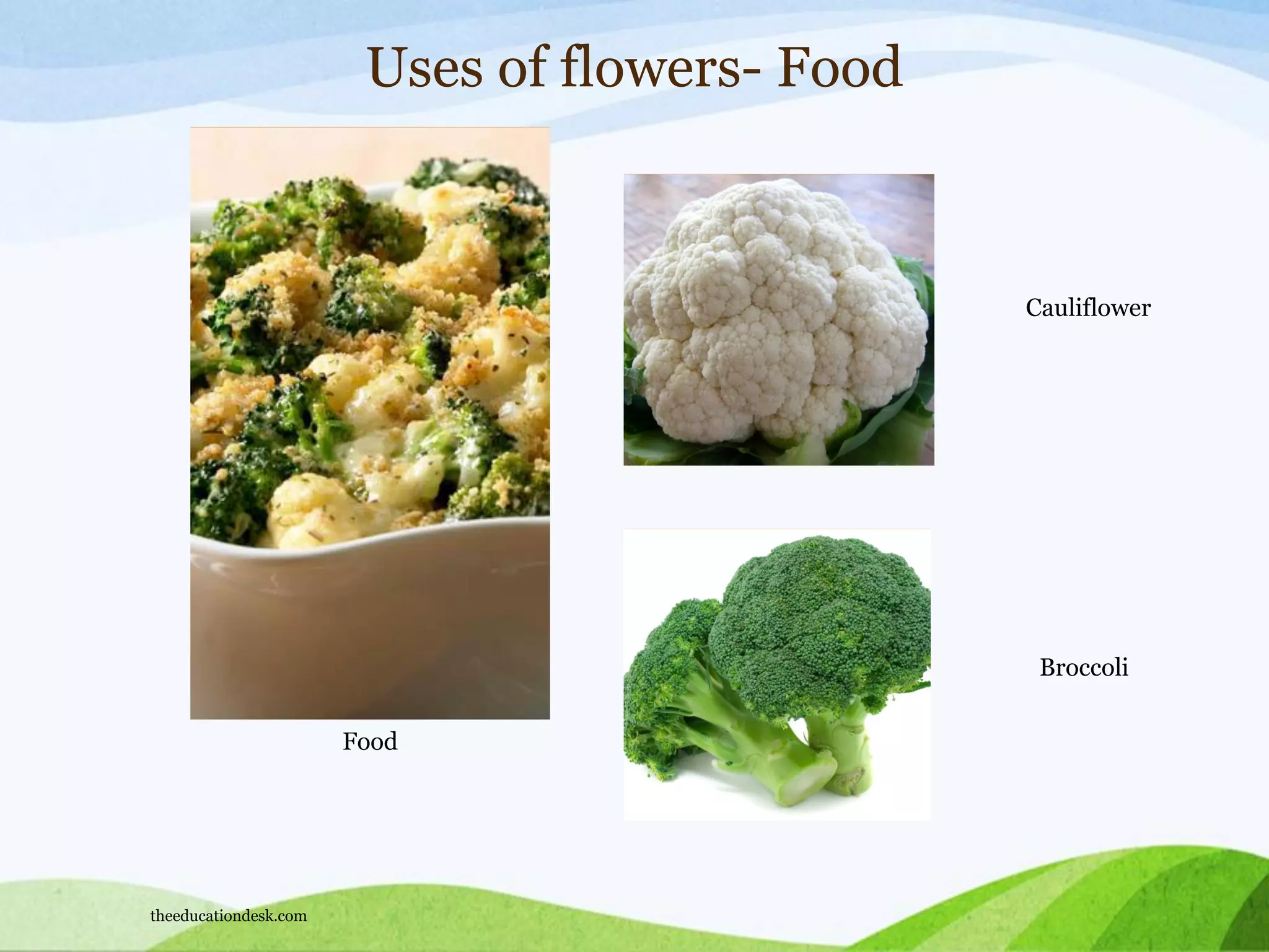 Uses of flowers- Food
Food
Cauliflower
Broccoli
theeducationdesk.com
 
